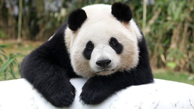 Panda no manda y si Raiola